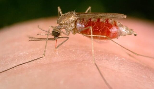 شناسایی ۳ بیمار مبتلا به مالاریا در بندرلنگه