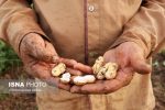 برداشت بادام زمینی در سطح ۳۱۰۰ هکتار از اراضی زراعی گیلان
