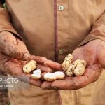 برداشت بادام زمینی در سطح ۳۱۰۰ هکتار از اراضی زراعی گیلان