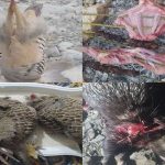 دستگیری ۳ شکارچی غیر مجاز در مناطق آزاد و حفاظت شده گچساران