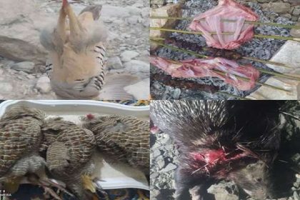دستگیری ۳ شکارچی غیر مجاز در مناطق آزاد و حفاظت شده گچساران
