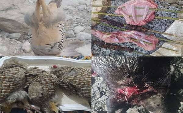 دستگیری ۳ شکارچی غیر مجاز در مناطق آزاد و حفاظت شده گچساران
