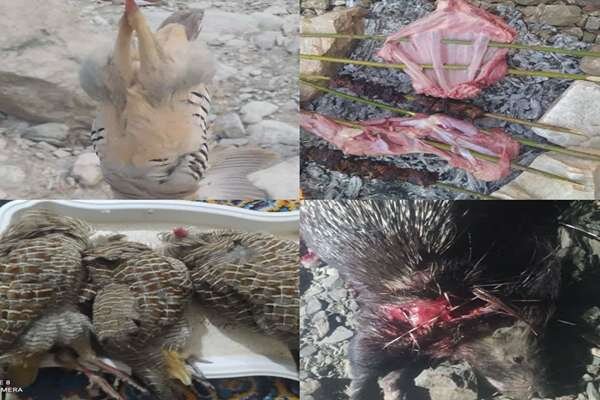 دستگیری ۳ شکارچی غیر مجاز در مناطق آزاد و حفاظت شده گچساران