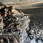 زمین‌گیر شدن عامل قطع درختان انجیلی در نور و کشف چوب‌آلات قاچاق