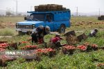 ضرورت حمایت از تولیدکنندگان بخش کشاورزی در برابر ریسک‌های خارج از مدیریت