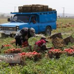 ضرورت حمایت از تولیدکنندگان بخش کشاورزی در برابر ریسک‌های خارج از مدیریت