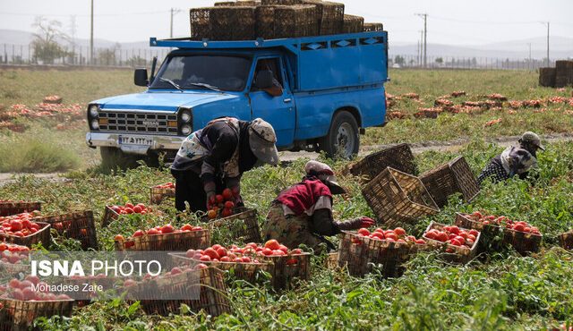 ضرورت حمایت از تولیدکنندگان بخش کشاورزی در برابر ریسک‌های خارج از مدیریت