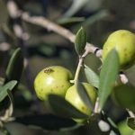 مبارزه با آفت مگس زیتون در حدود ۸ هزار هکتار از باغات رودبار
