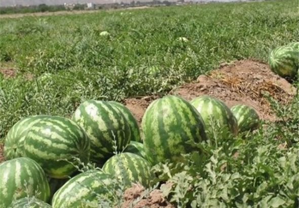 کشت ۱۸۰۰ هکتار محصول آبدوست در بروجرد