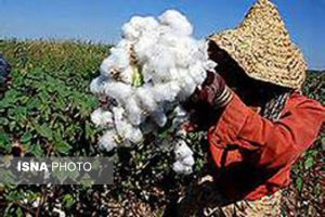 افت تولید پنبه در گلستان توصیه به کشاورزان برای جلوگیری از افت قیمت