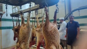 ۷۰ رأس گوسفند کفاره حج تمتع در خراسان شمالی ذبح شد